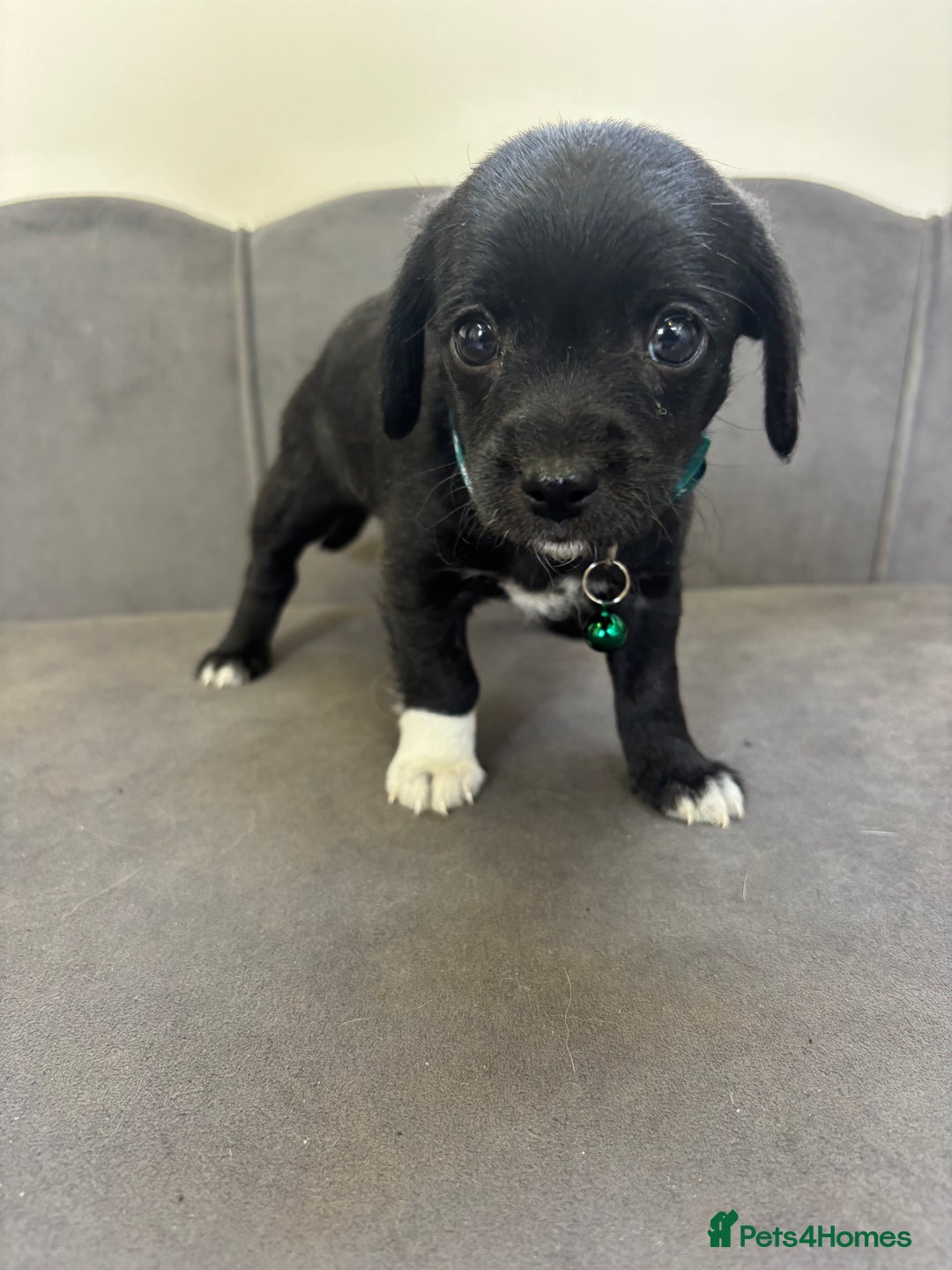Chipoo dogs for sale: Stunning Chipoo Pups DNA Health Tested - Image 18
