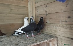 Pigeons birds for sale: Portuguese Tumblers  - Image 9