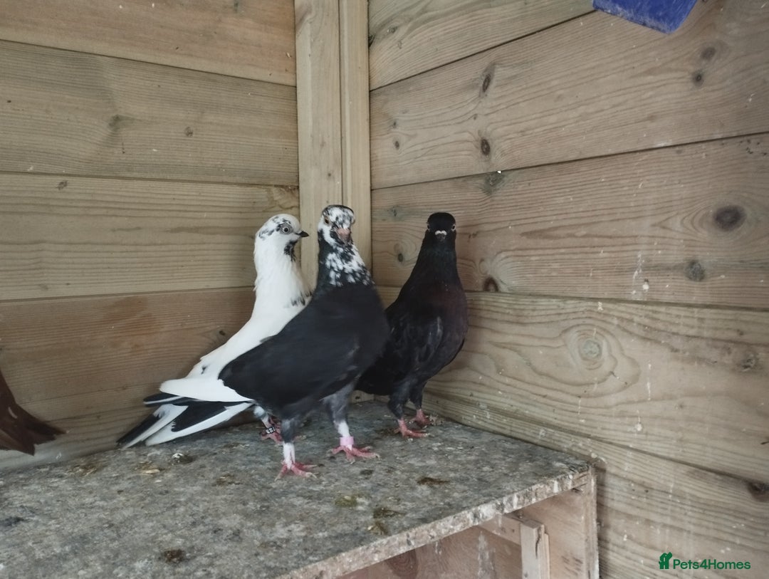 Pigeons birds for sale: Portuguese Tumblers  - Image 9