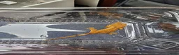 Gecko reptiles for sale: Crested geckos - Advert 6