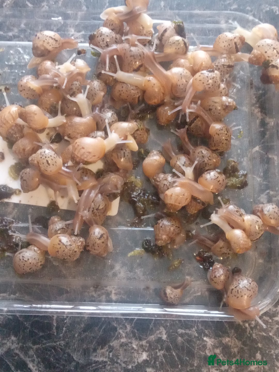 Snails invertebrates for sale: Giant african land snails  - Image 1