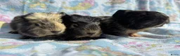 Guinea Pig rodents for sale: Guinea pig boarding services  - Advert 7