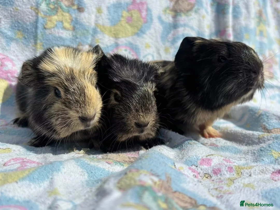 Guinea Pig rodents for sale: Guinea pig boarding services  - Advert 7