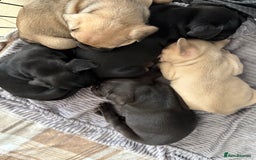 French Bulldog dogs for sale: FRENCH BULLDOG PUPPIES , THOROUGHBRED  - Image 13