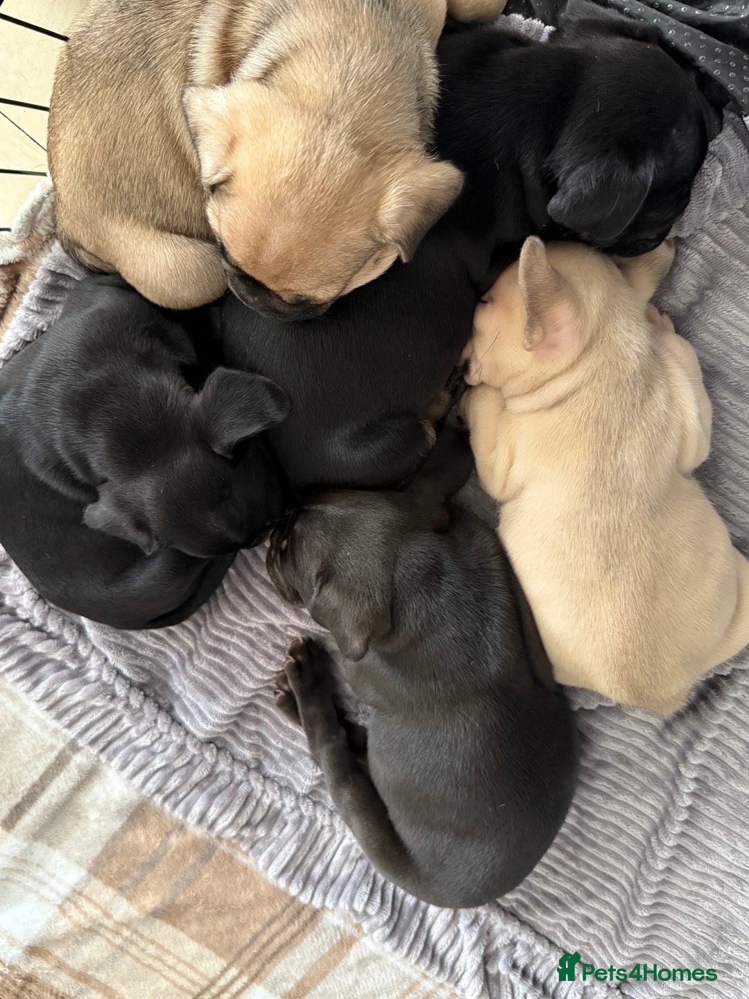 French Bulldog dogs for sale: FRENCH BULLDOG PUPPIES , THOROUGHBRED  - Image 13