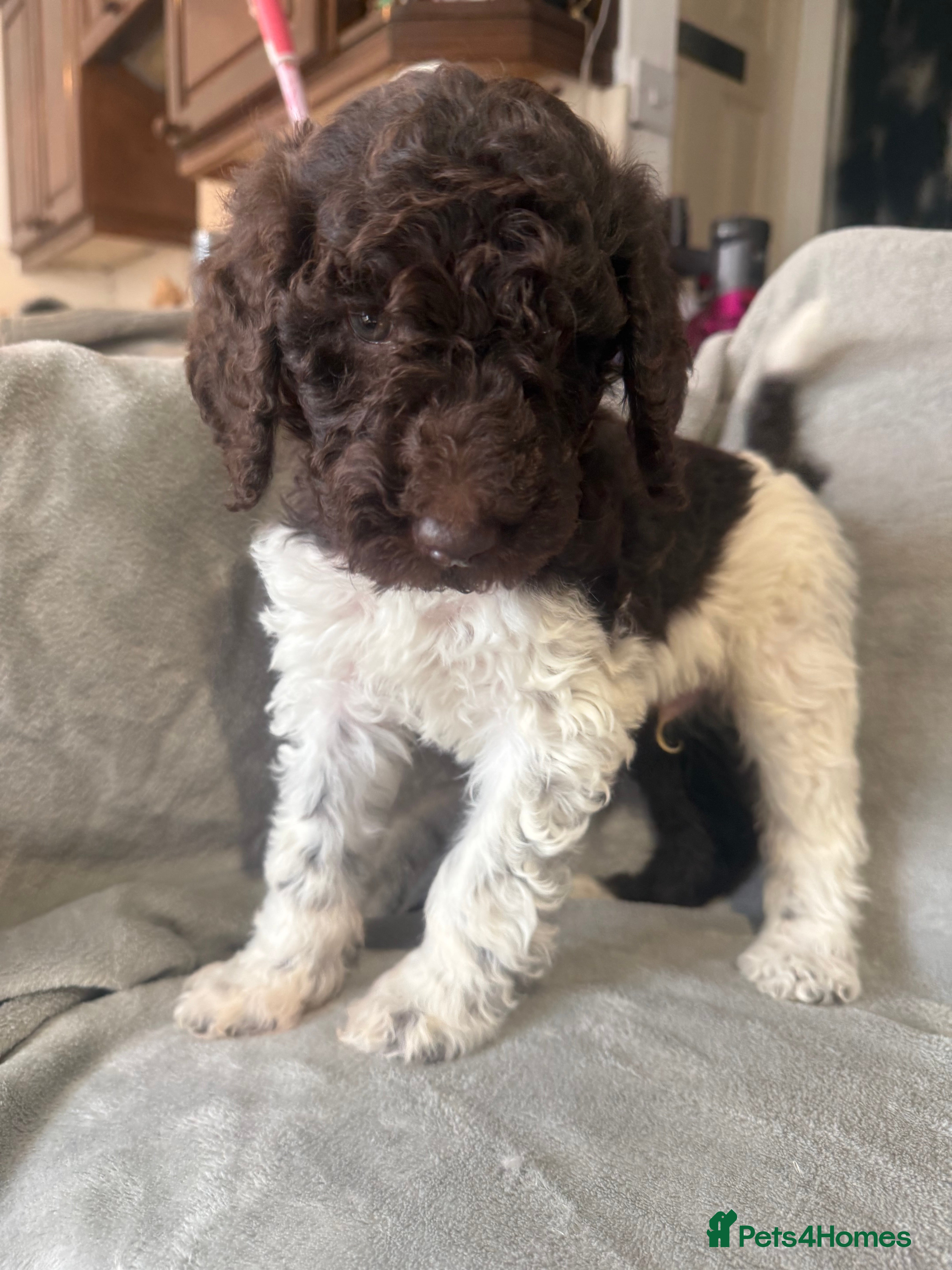Standard Poodle dogs Standard poodle puppies  - Advert 3