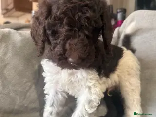 Standard Poodle dogs Standard poodle puppies - Advert 3