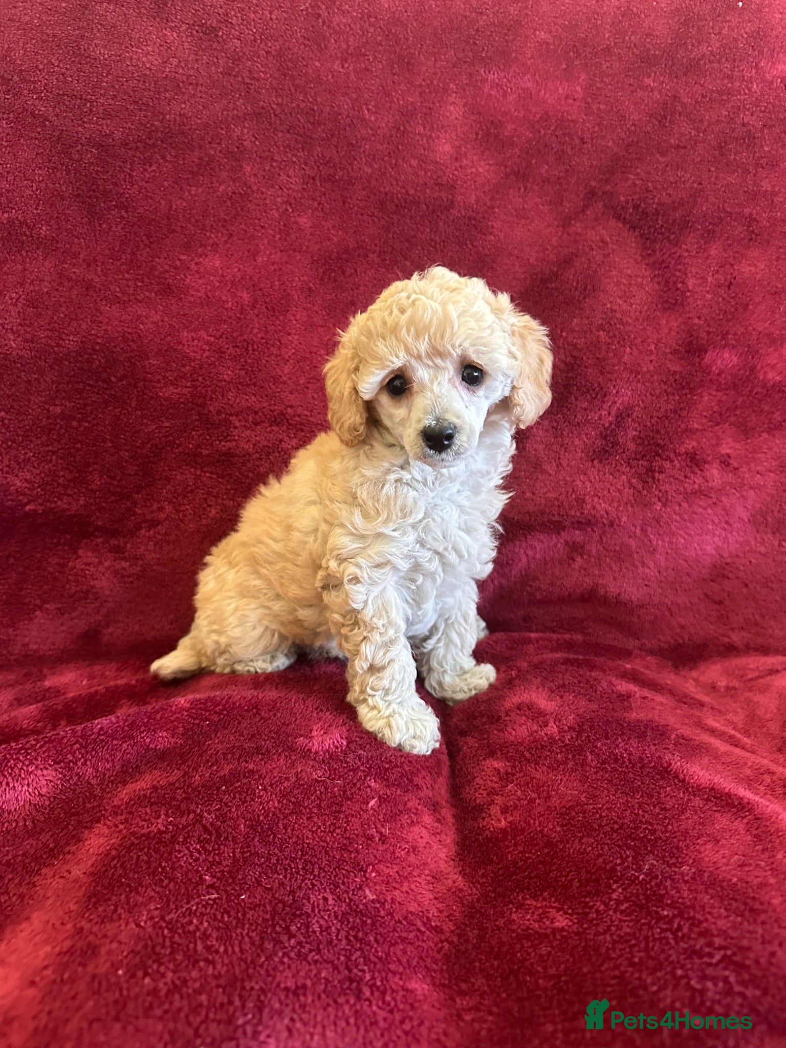 Toy Poodle dogs 🐩 extensively health tested Kc Toy poodle Puppies - Advert 12