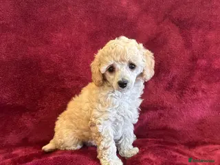 Toy Poodle dogs 🐩 extensively health tested Kc Toy poodle Puppies - Advert 12