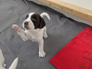 Sprocker dogs Sprocker Puppies - Cocker x Springer Spaniel - Advert 2