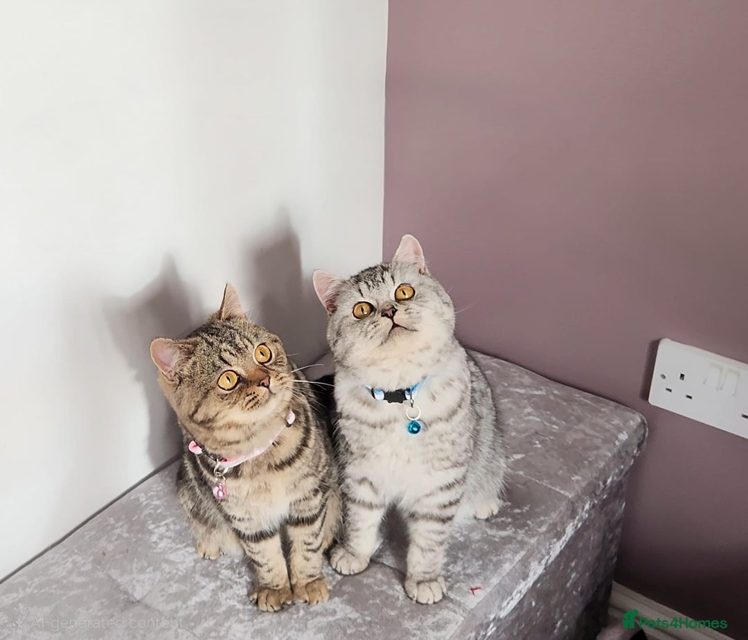 British Shorthair cats for sale: Amazing Quality Pedigree British Shorthair Kittens - Advert 11