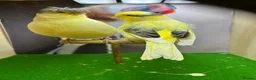 Canaries birds for sale: Pair of gloster canaries  - Advert 1