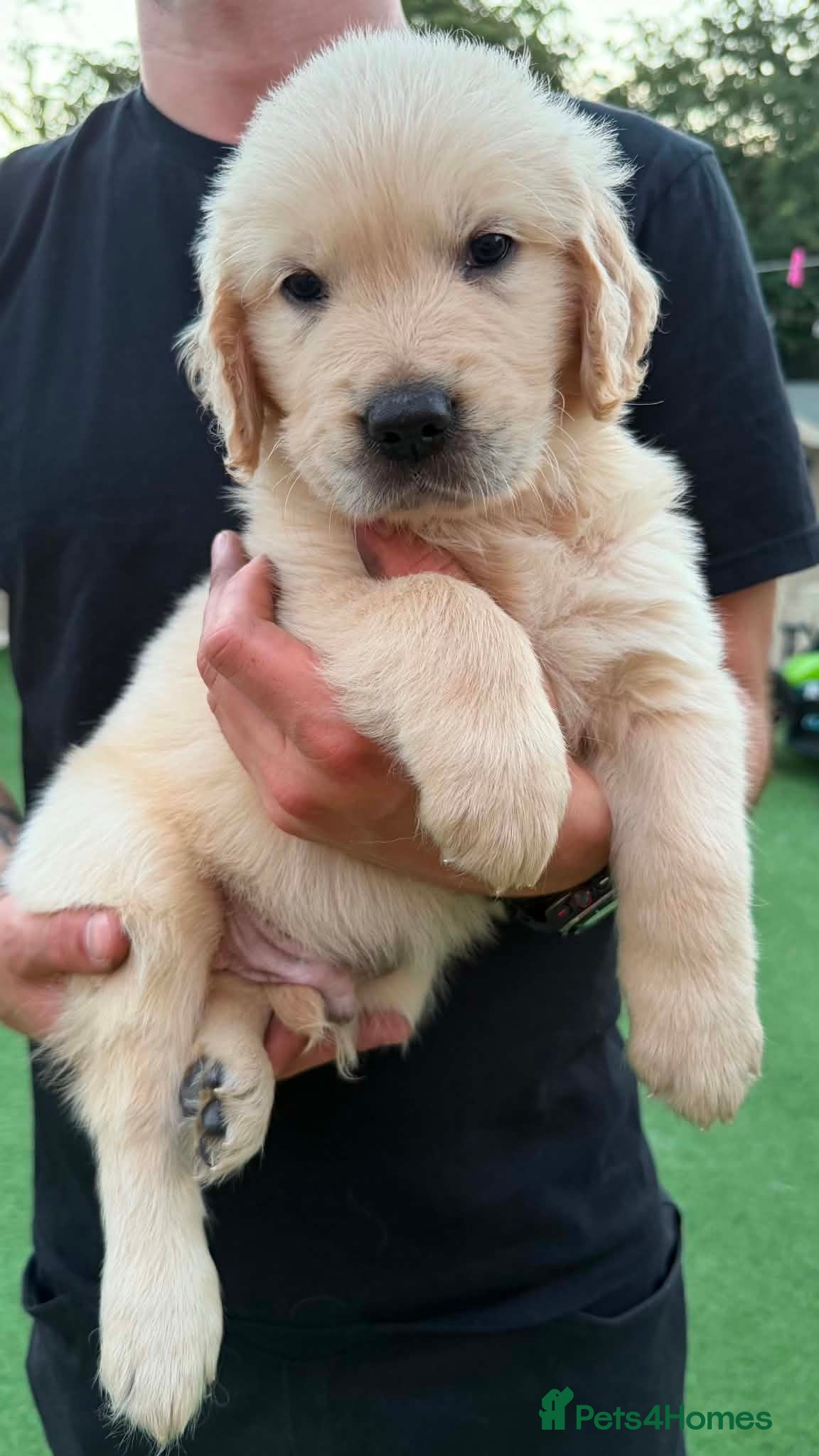 Golden Retriever dogs 3 male American Line Golden Retriever puppies left - Advert 2