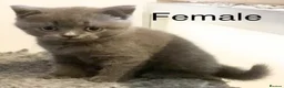 British Shorthair cats for sale: Stunning British shorthair Kittens **UNREGISTERED* - Advert 20