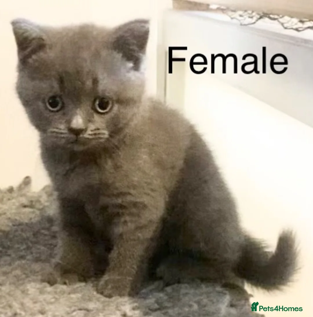 British Shorthair cats for sale: Stunning British shorthair Kittens **UNREGISTERED* - Advert 20