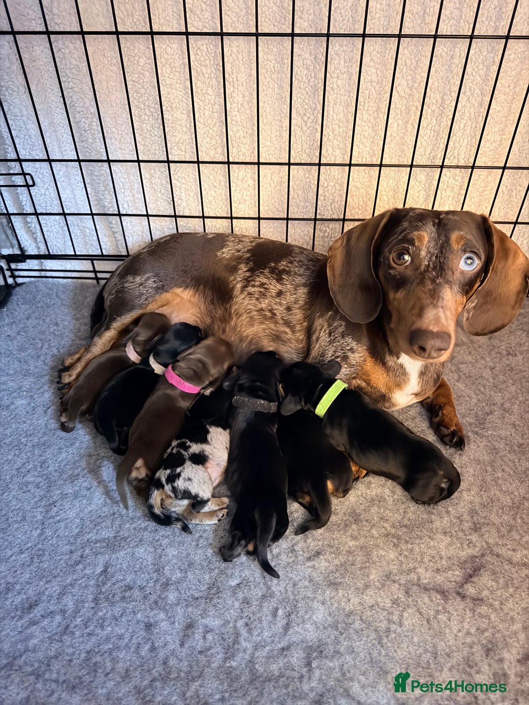 Miniature Dachshund dogs for sale: 🩵🩷✨ STUNNING MINIATURE DACHSHUND LITTER ✨🩷🩵 - Advert 9