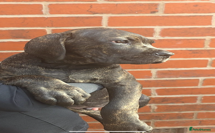 Cane Corso dogs - Advert 18