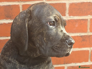 Cane Corso dogs - Advert 13