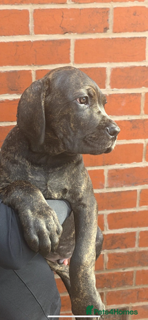 Cane Corso dogs - Advert 2