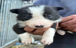 Border Collie dogs for sale: Border collie pups  - Image 15