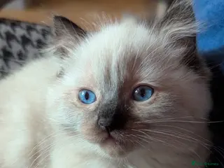 Ragdoll cats Chunky ragdoll boys 🩵 - Advert 4