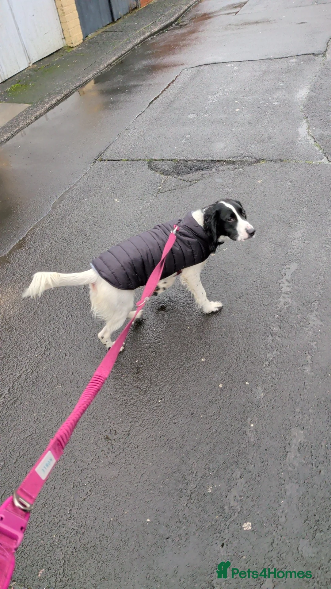 Sprocker dogs for sale: Gorgeous sprocker spaniel  - Advert 1