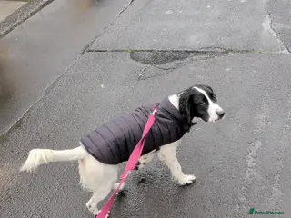 Sprocker dogs Gorgeous sprocker spaniel - Advert 2