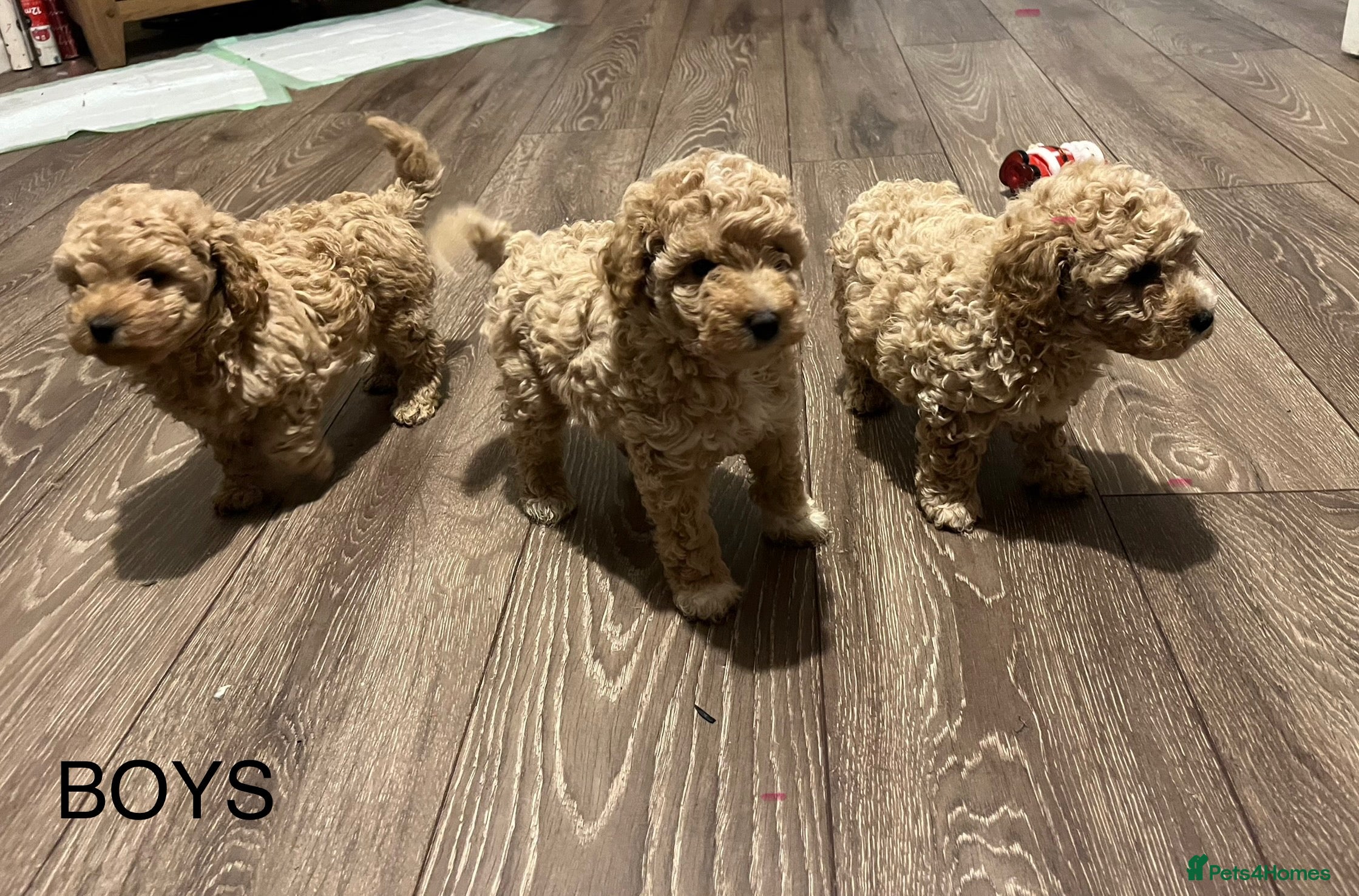 Poochon dogs F1B Poochon puppies - Advert 11