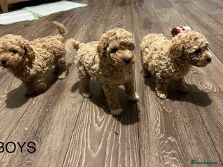 Poochon dogs F1B Poochon puppies - Advert 2