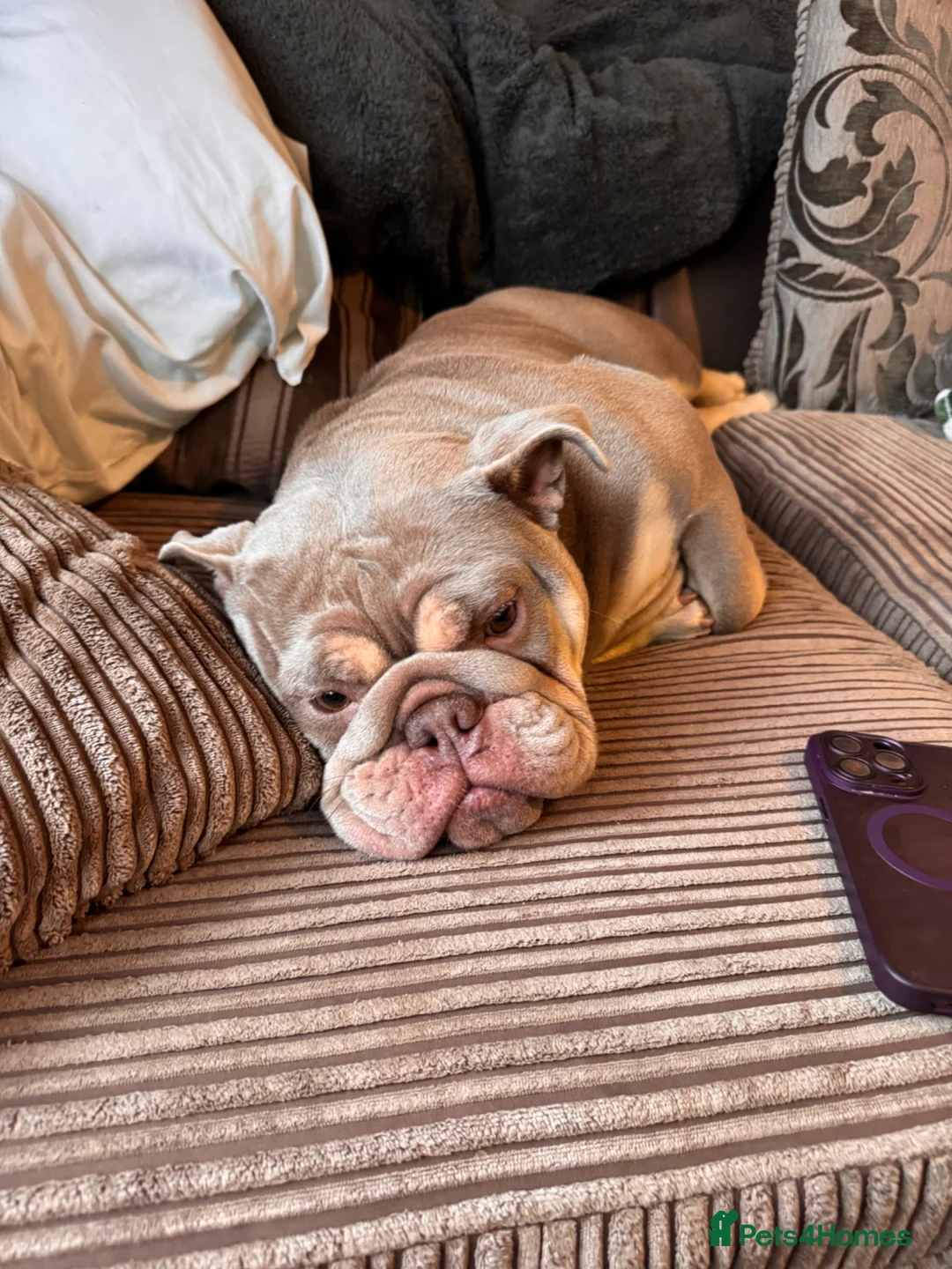 English Bulldog dogs for sale: Meet Elsie  in Bridgwater - Advert 5
