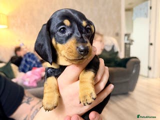 Miniature Dachshund dogs 💜💛 2 Gorgeous Girls Left !! 💜💛 - Advert 12