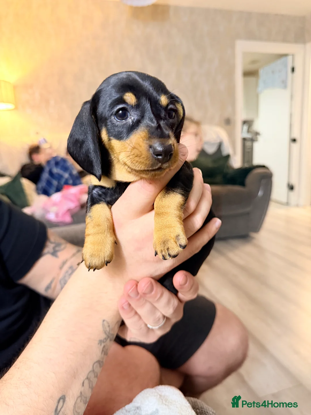 Miniature Dachshund dogs for sale: 💜🎀 FINAL GIRL REDUCED!!! 🎀💜 - Advert 14