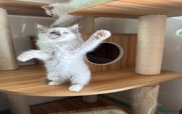 Ragdoll cats for sale: Gorgeous fluffy and friendly kittens  - Image 3