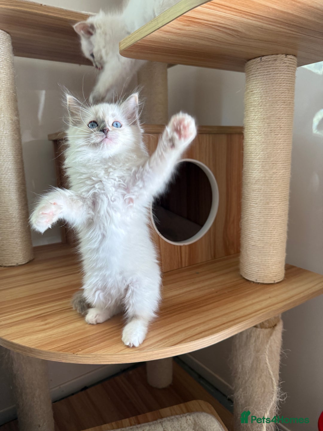 Ragdoll cats for sale: Gorgeous fluffy and friendly kittens  - Image 3
