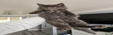 Maine Coon Kitten 2
