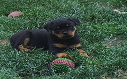 Rottweiler dogs for sale: Kc Show Quality Puppy Bitch!! in Chester-le-Street - Image 6