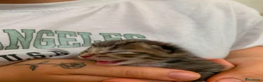 Tabby with cross pattern on their back