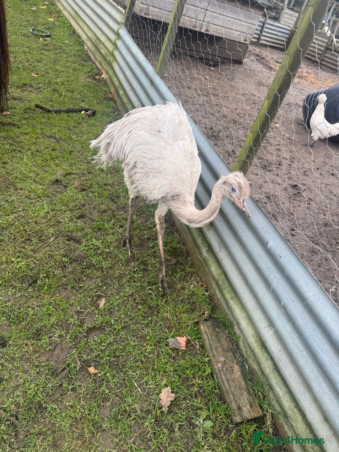 Emus poultry for sale: Sparkles the emu and baby rhea for sale - Image 5