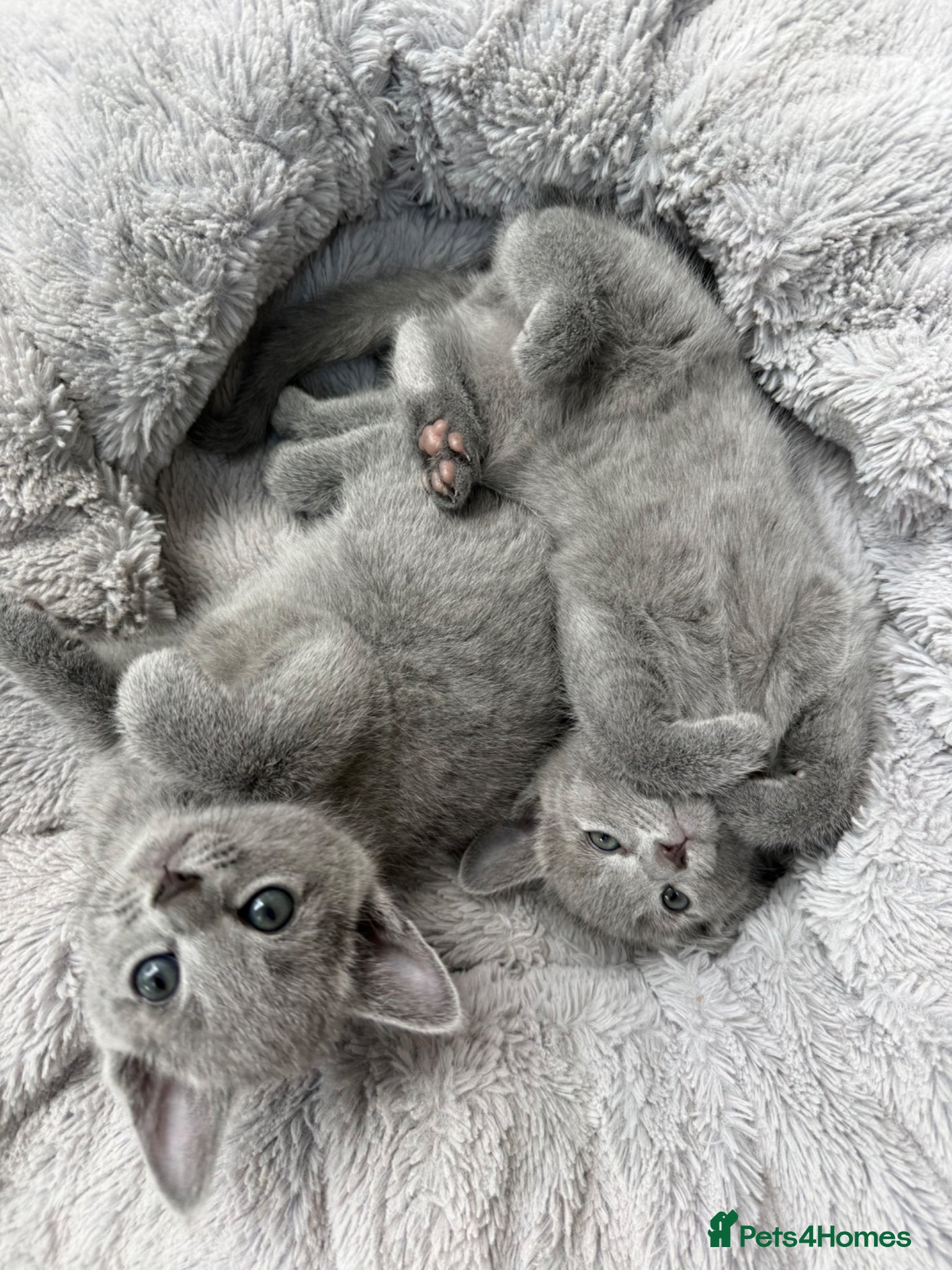 Russian Blue cats for sale: Pure Russian blue kittens with emerald green eyes! in London - Advert 17