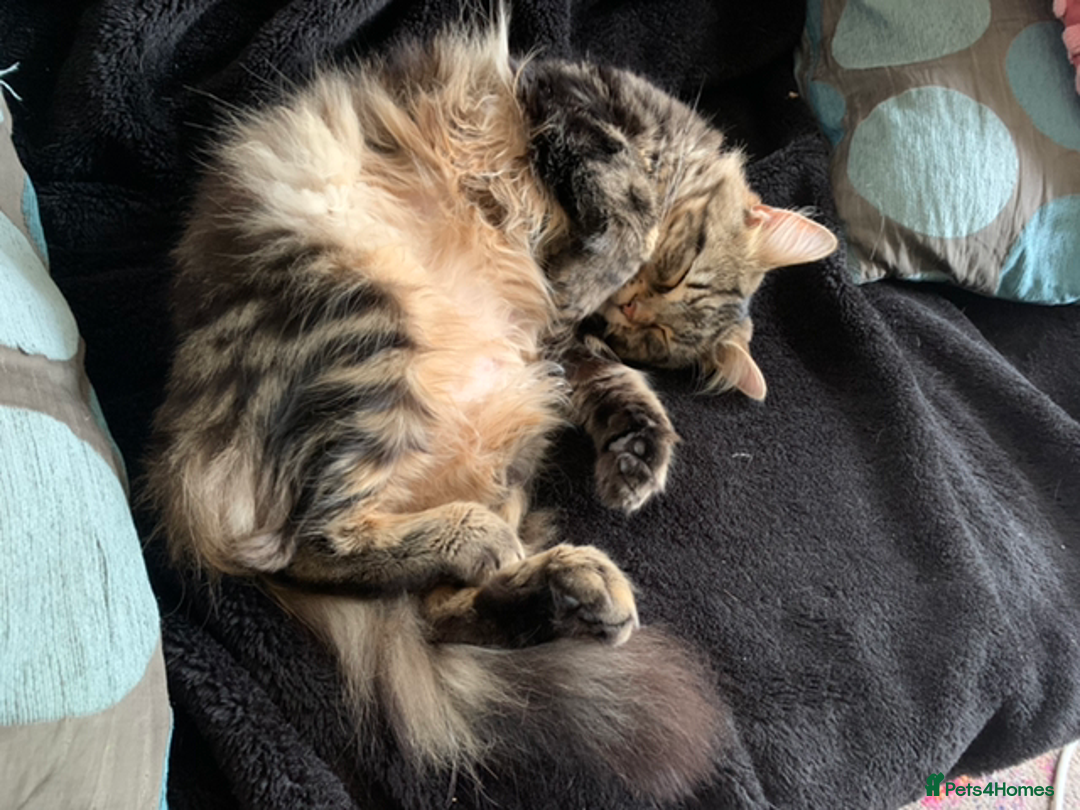 British Longhair cats for sale: Domestic long hair female cat - Image 3