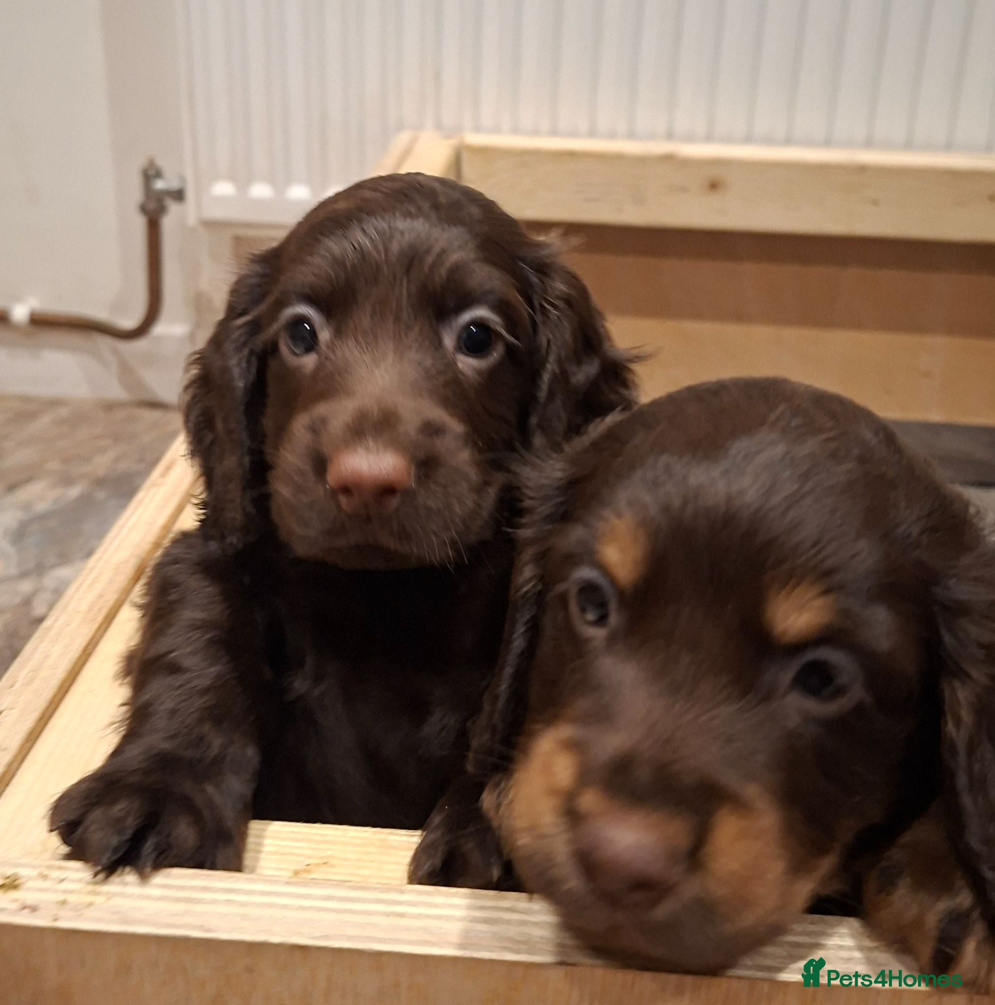 Cocker Spaniel dogs Working Cocker Spaniel Puppy - 1 boy left - Advert 1