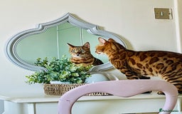 Bengal cats for sale: Bengal cat - Image 18