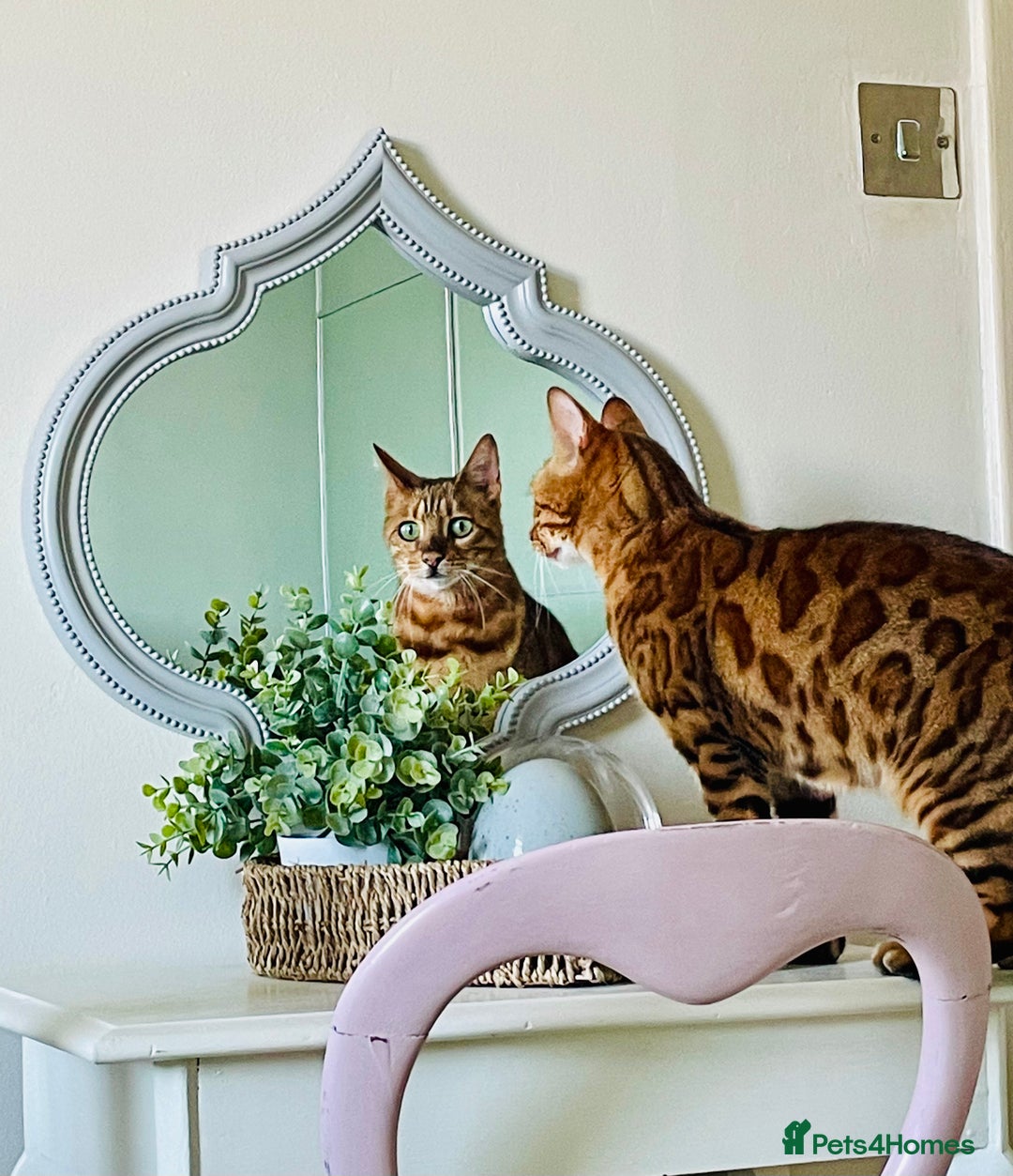 Bengal cats for sale: Bengal cat - Image 18