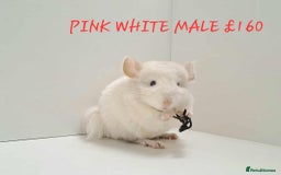 Chinchilla rodents for sale: STUNNING BABIES CHINCHILLA MIX COLOURS AND GENDER  - Image 7