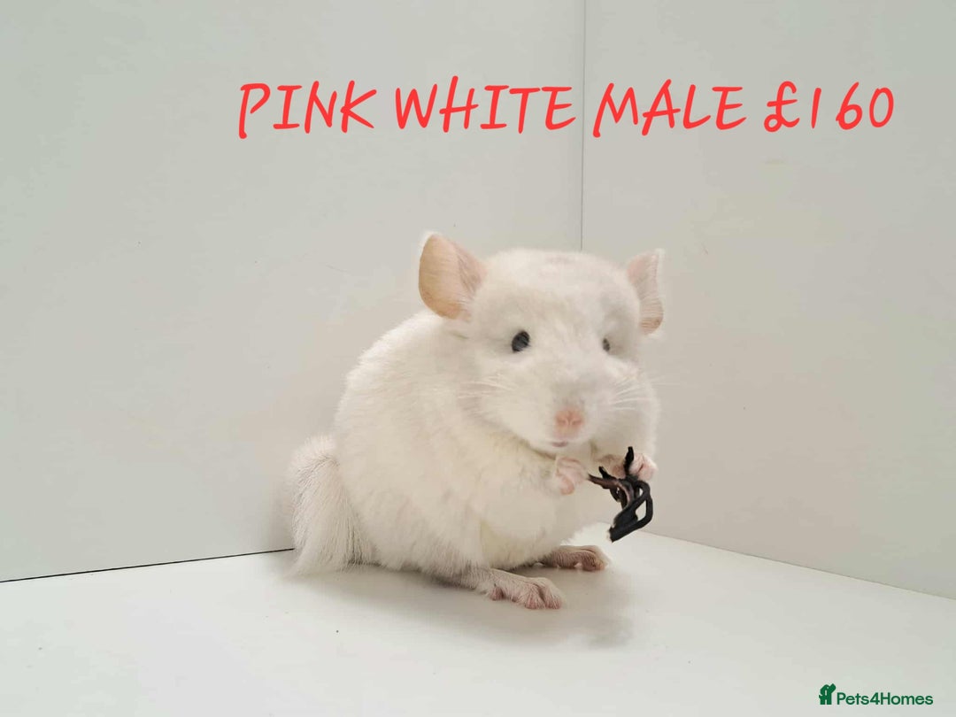 Chinchilla rodents for sale: STUNNING BABIES CHINCHILLA MIX COLOURS AND GENDER  - Image 7