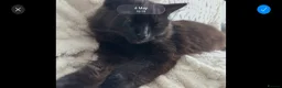 Ragcoon cats for sale: Male ragdoll cross maincoon - Advert 2