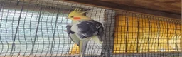 Cockatiels birds for sale: Cockatiels for sale - Advert 2
