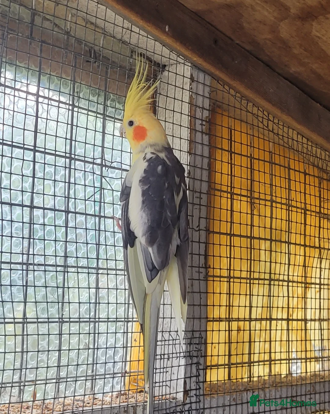 Cockatiels birds for sale: Cockatiels for sale - Advert 2