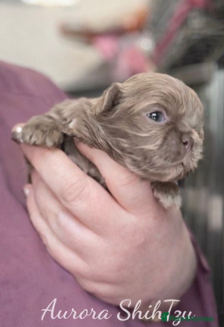 Shih Tzu dogs  Beautiful HEALTH TESTED KC Smoke & Pearl Puppies - Advert 12