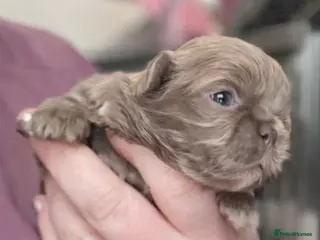 Shih Tzu dogs Beautiful HEALTH TESTED KC Smoke & Pearl Puppies - Advert 12